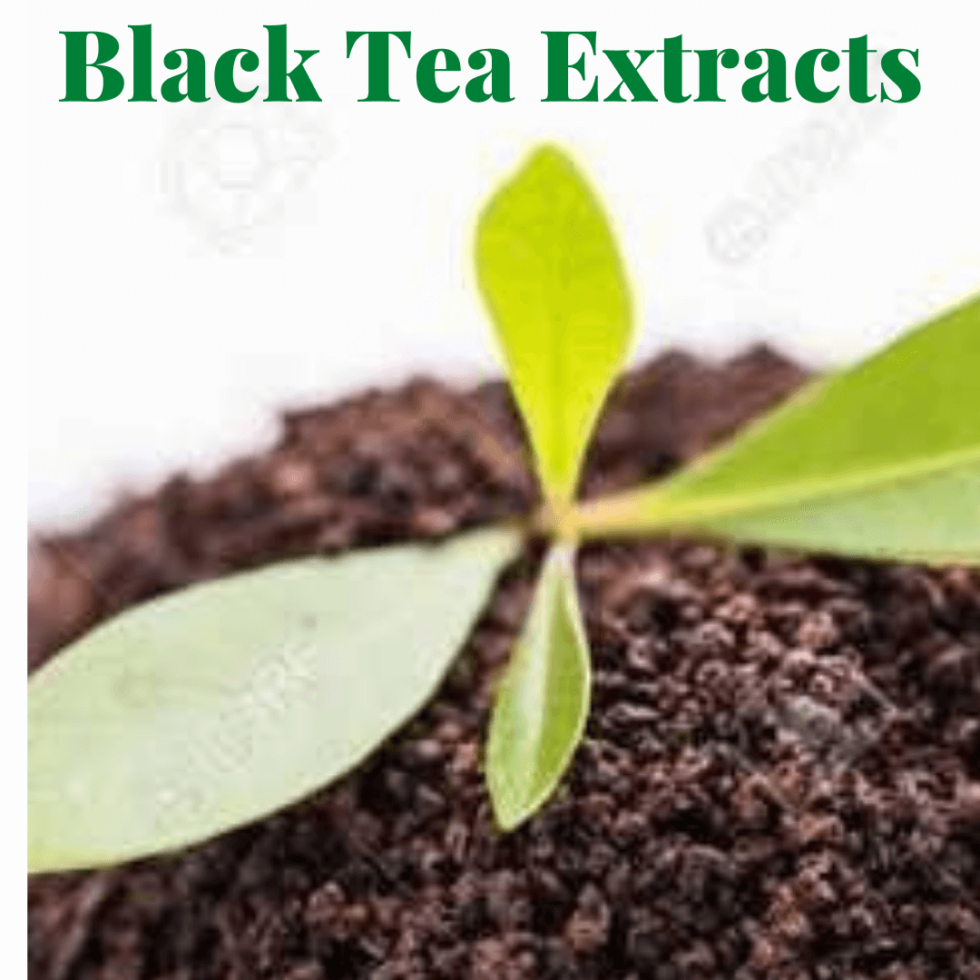 Black tea extracts How to Choose the Best Manufacturing Companies